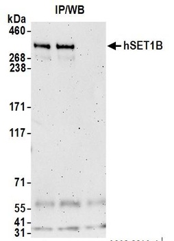 Rabbit anti-hSET1B Antibody