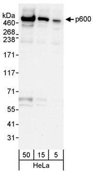 Rabbit anti-p600 Antibody