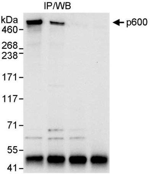 Rabbit anti-p600 Antibody
