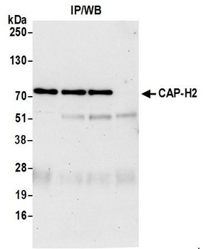 CAP-H2 Antibody