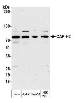 CAP-H2 Antibody