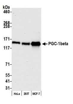 PGC-1beta Antibody
