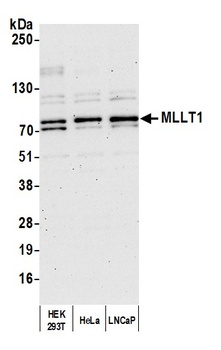 MLLT1 Antibody