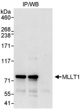 Rabbit anti-MLLT1 Antibody