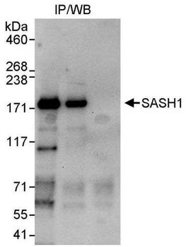 Rabbit anti-SASH1 Antibody