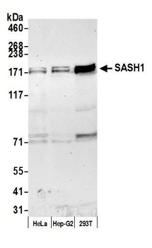 SASH1 Antibody