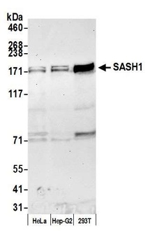 Rabbit anti-SASH1 Antibody