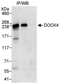 Rabbit anti-DOCK4 Antibody