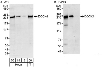 DOCK4 Antibody