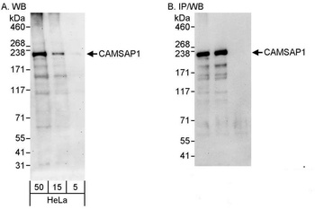 Rabbit anti-CAMSAP1 Antibody