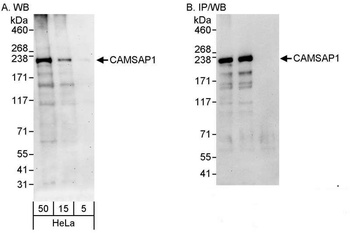 CAMSAP1 Antibody