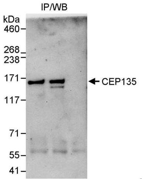 Rabbit anti-CEP135 Antibody
