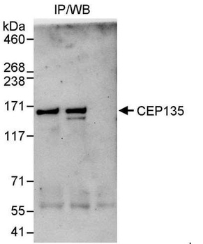 Rabbit anti-CEP135 Antibody