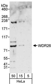 Rabbit anti-WDR26 Antibody