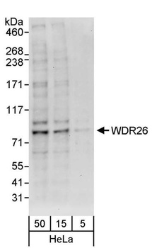 Rabbit anti-WDR26 Antibody