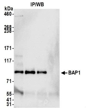 Rabbit anti-BAP1 Antibody