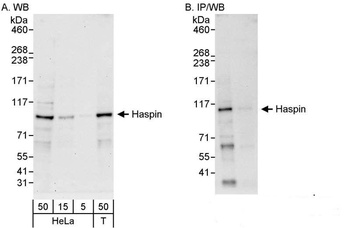 Haspin Antibody