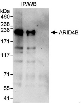 ARID4B Antibody