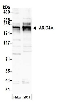 ARID4A Antibody