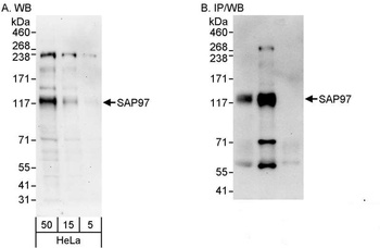 SAP97 Antibody