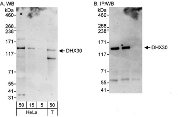 Rabbit anti-DHX30 Antibody