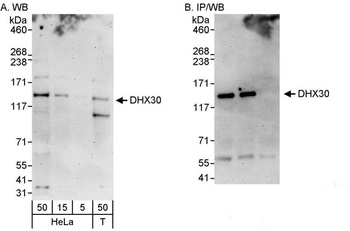 DHX30 Antibody