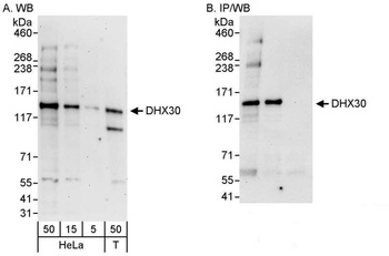 Rabbit anti-DHX30 Antibody