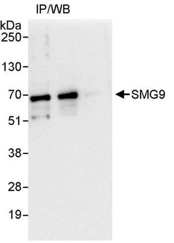 SMG9 Antibody