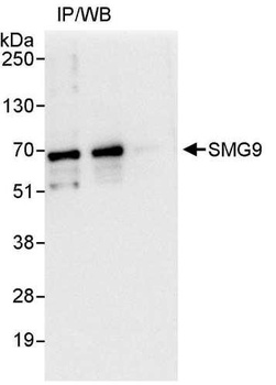 Rabbit anti-SMG9 Antibody