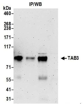 TAB3 Antibody