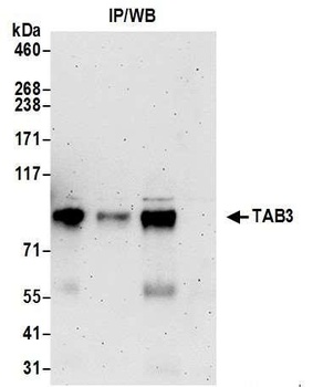 Rabbit anti-TAB3 Antibody