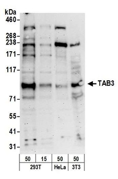 TAB3 Antibody