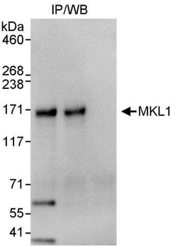 MKL1 Antibody