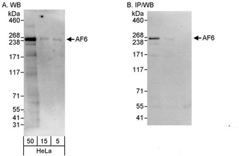 Rabbit anti-AF6 Antibody