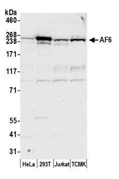 Rabbit anti-AF6 Antibody