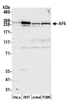 AF6 Antibody