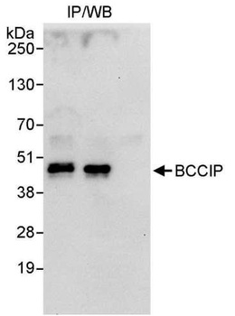 Rabbit anti-BCCIP Antibody