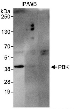Rabbit anti-PBK Antibody