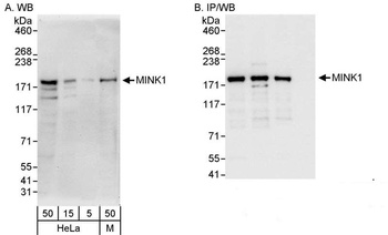 MINK1 Antibody