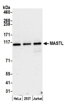 MASTL Antibody