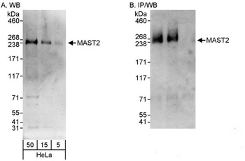 Rabbit anti-MAST2 Antibody