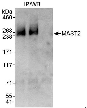 Rabbit anti-MAST2 Antibody