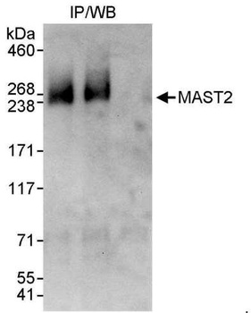 MAST2 Antibody