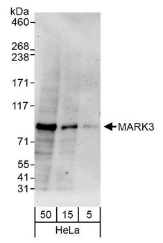 MARK3 Antibody