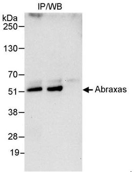 Rabbit anti-Abraxas Antibody