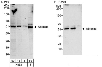 Rabbit anti-Abraxas Antibody