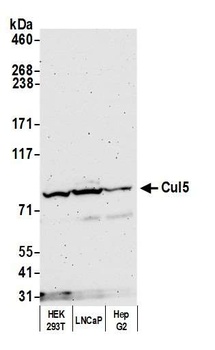Cul5 Antibody