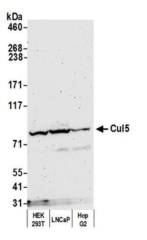 Rabbit anti-Cul5 Antibody