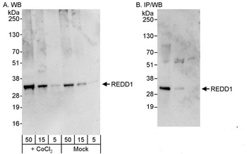 Rabbit anti-REDD1 Antibody