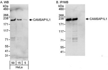 CAMSAP1L1 Antibody
